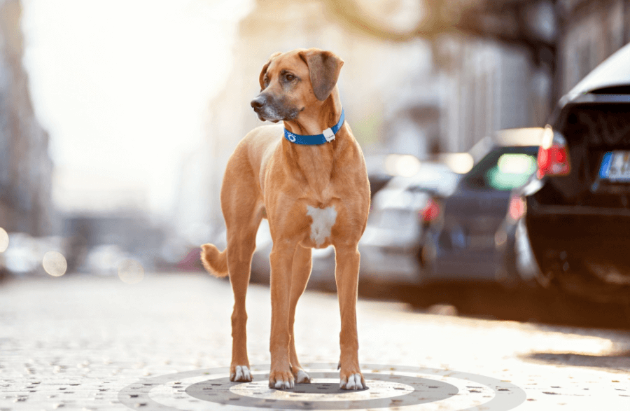 Chiens et chats connectés aux GPS Tractive