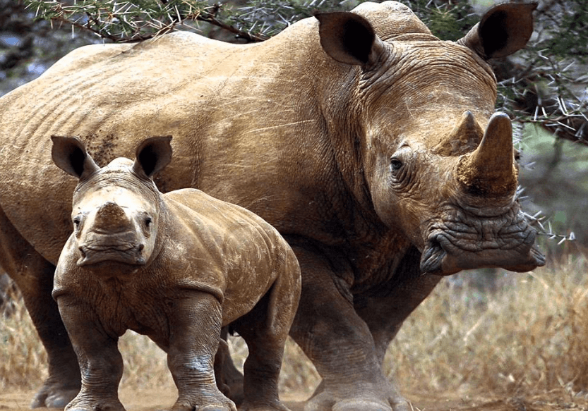 Sigfox connecte aussi les rhinocéros. Now Rhinos Speak